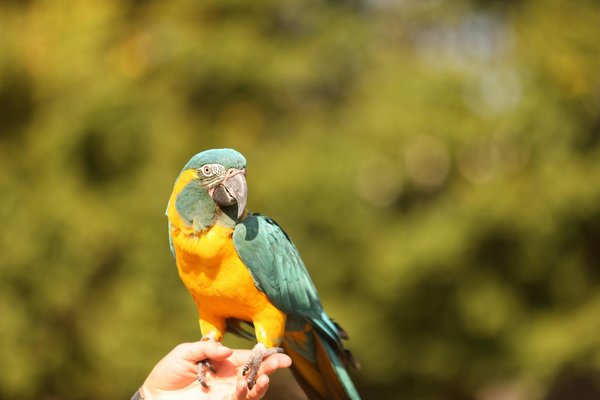 L'élevage de chats sibériens : comprendre la passion derrière cette race fascinante