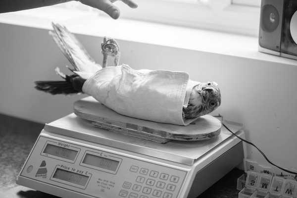 Quels exercices de stimulation mentale conviennent à un chien de race Bouvier Bernois sénior?