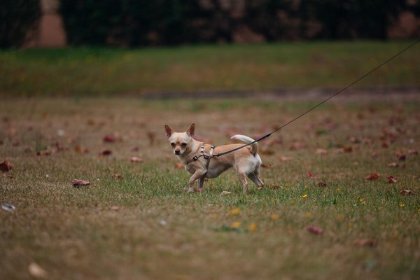 Quelle est la meilleure façon de présenter des nouvelles personnes à un chien de race Welsh Corgi Pembroke?
