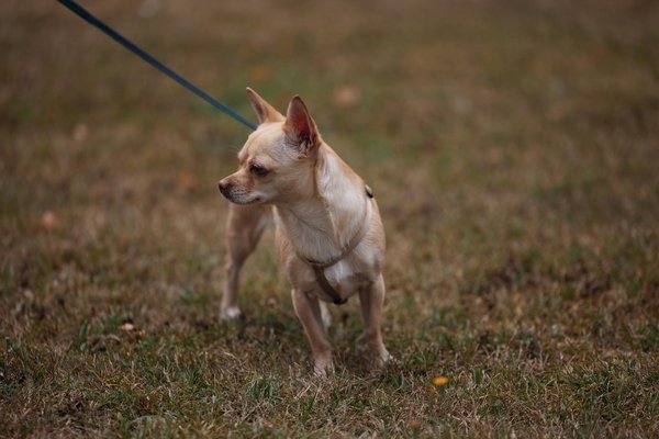 Comment les grenouilles arboricoles évitent-elles les prédateurs?