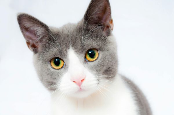 Tout ce que vous devez savoir sur la catégorie chat