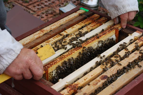 Essaims d'abeilles : réservez le vôtre pour 2025 dès maintenant !
